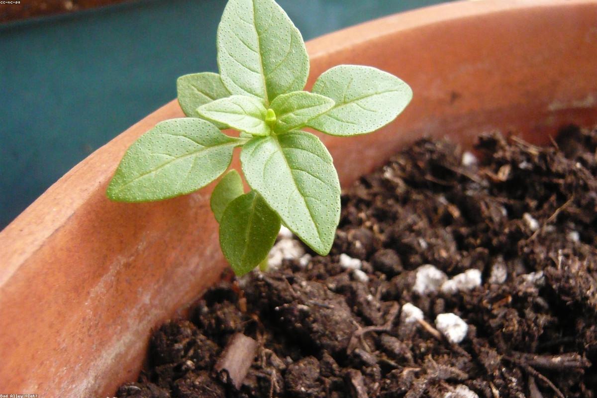 Pailler son potager avec ses tontes de pelouse : ce qu'il faut savoir