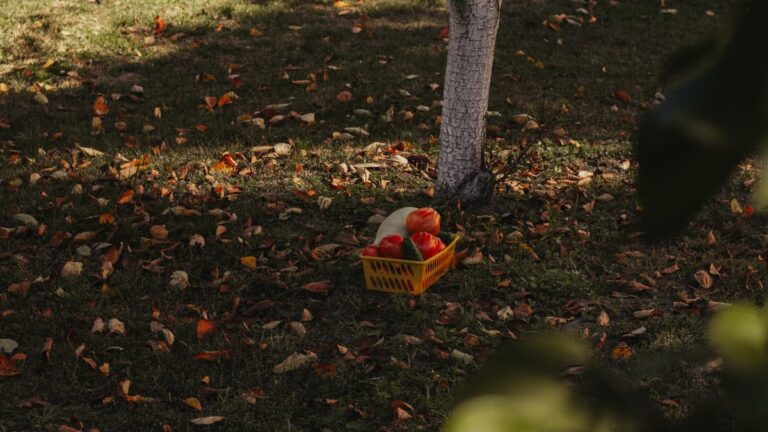 Créer un potager en carrés pour l'automne : guide pratique