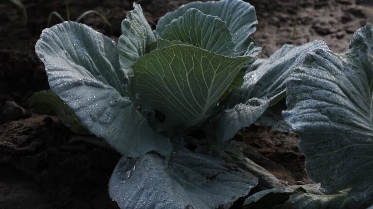 Légumes d'automne : 6 erreurs qui détruisent vos récoltes