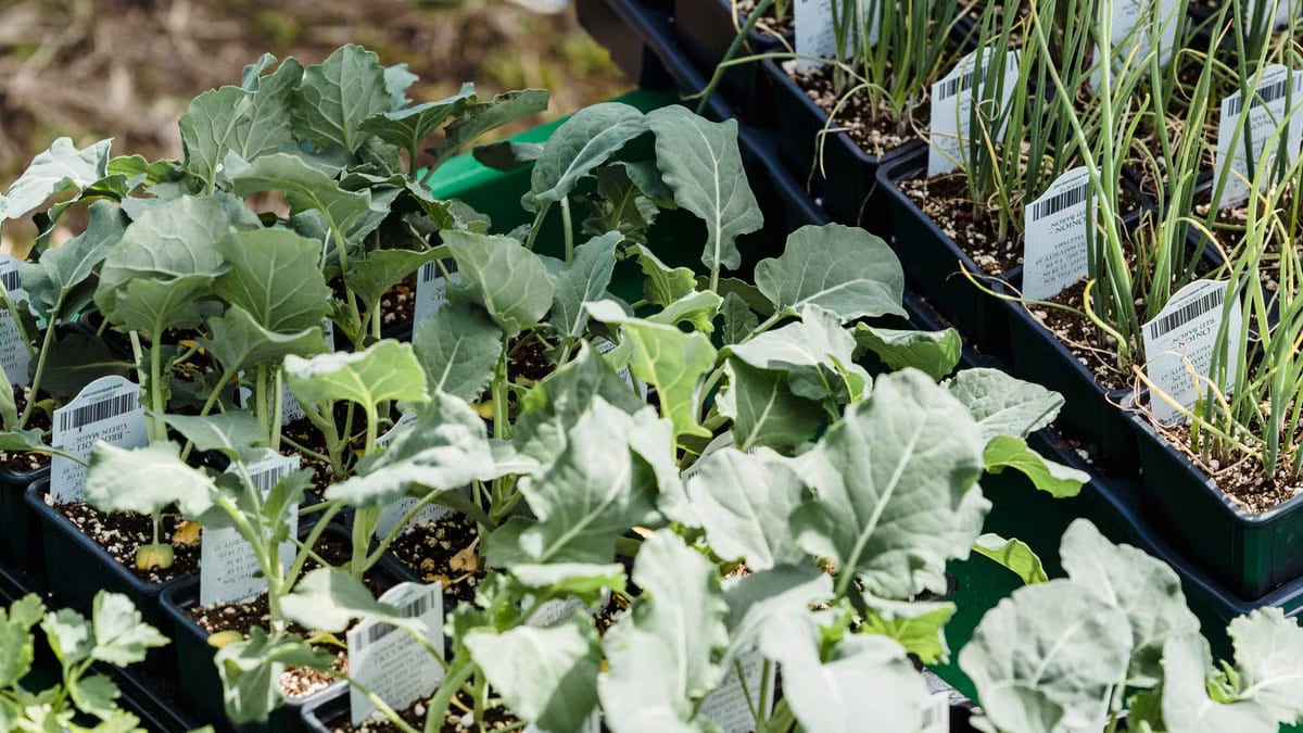Réussir ses semis de légumes d'automne en intérieur