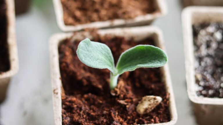 Calendrier des semis de printemps : légumes à privilégier