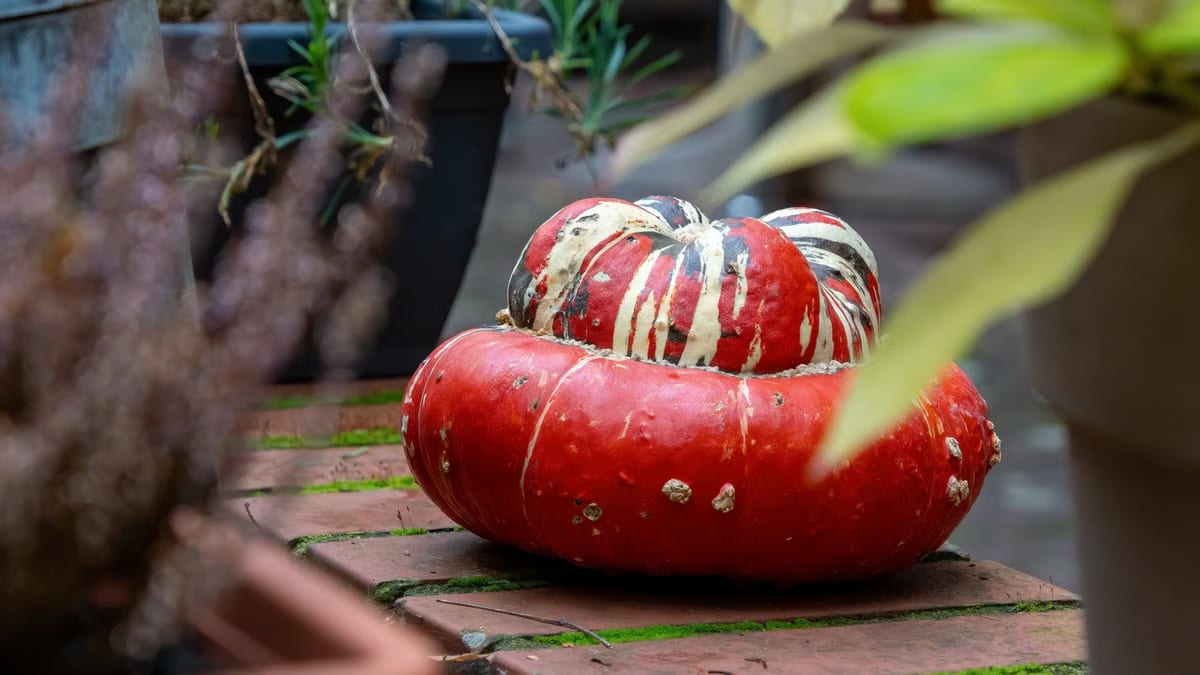 Courges d'hiver en pot : le guide complet pour réussir