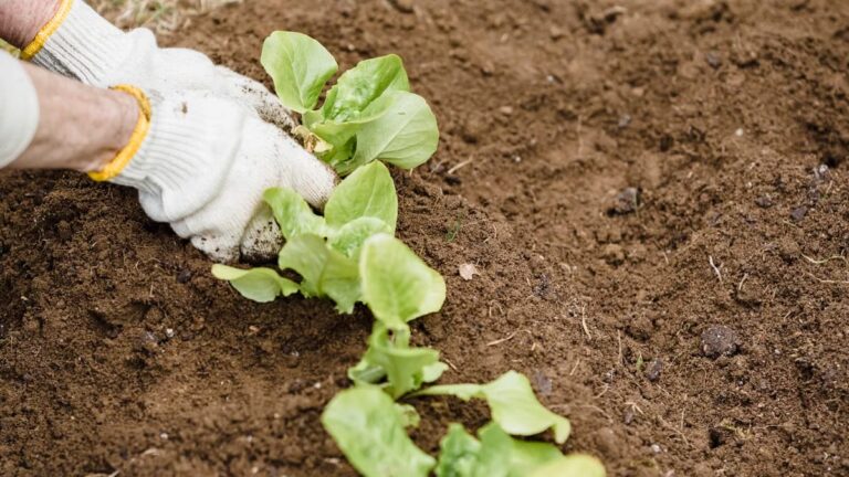 Semis automne : légumes à planter en septembre pour récolter au printemps