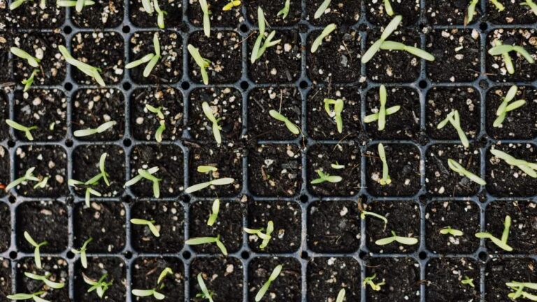 Semis de légumes d'hiver en intérieur : la méthode gagnante