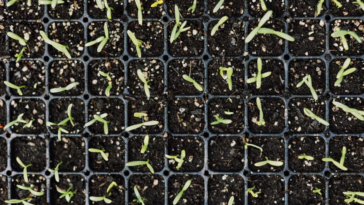 Semis de légumes d'hiver en intérieur : la méthode gagnante