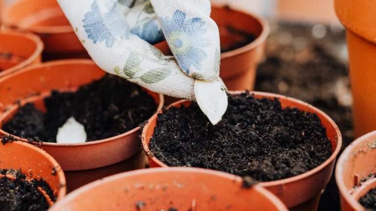 Semis de légumes-racines en pot pour l'hiver