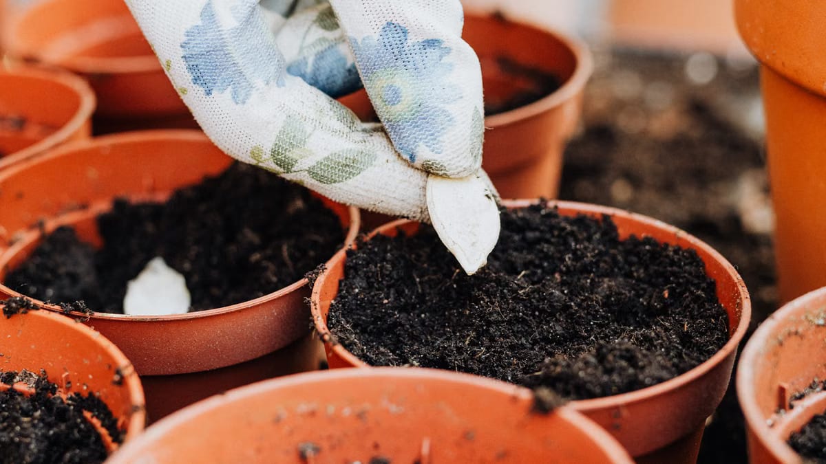 Semis de légumes-racines en pot pour l'hiver