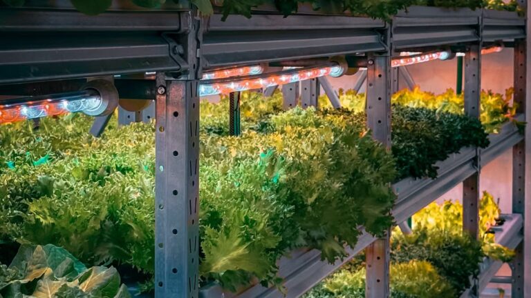 Semis légumes d'hiver intérieur : guide complet 2026