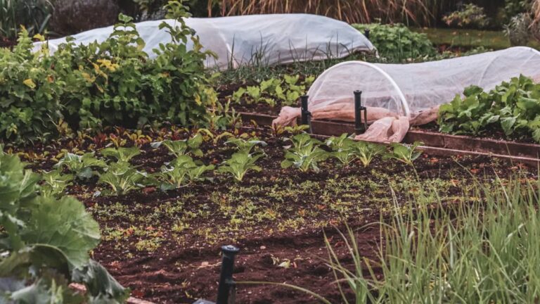 Techniques de paillage pour l'hiver : protéger vos cultures